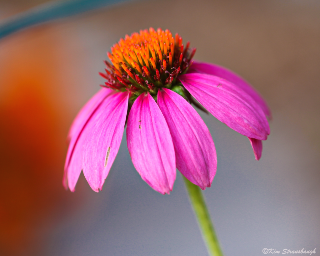 Pretty In Pink