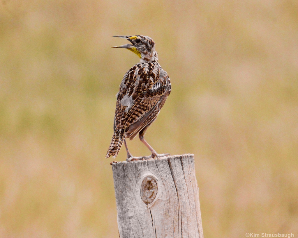 Western Meadowlark