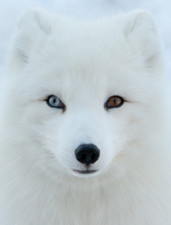 Wall Eyed Arctic Fox