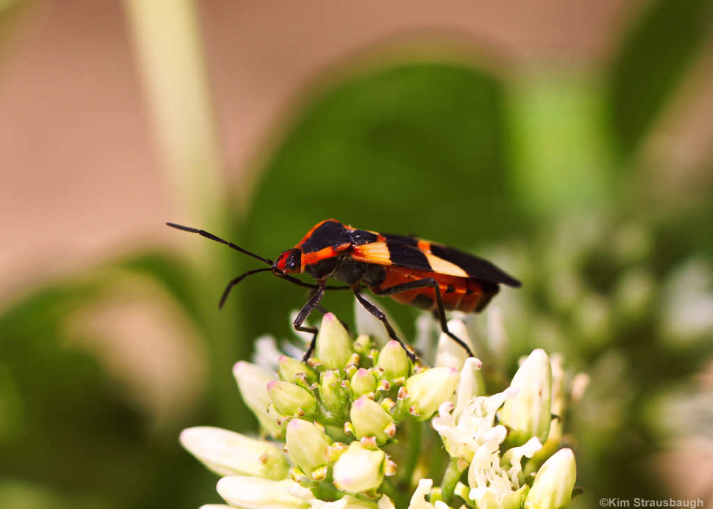 Milkweed Bug 