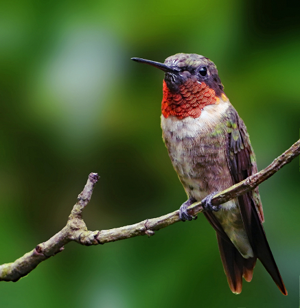 Ruby-Throated Hummingbird