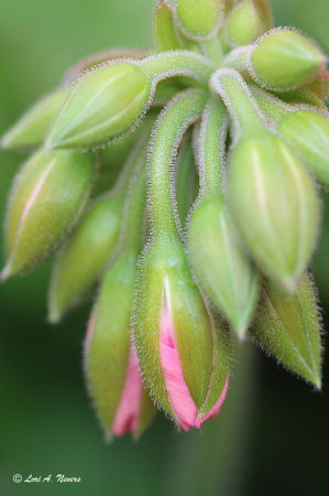 Geranium Buds