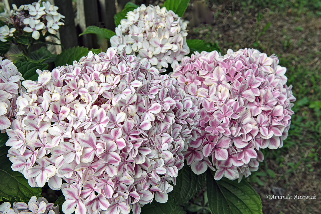 Pink Striped Hydrangea