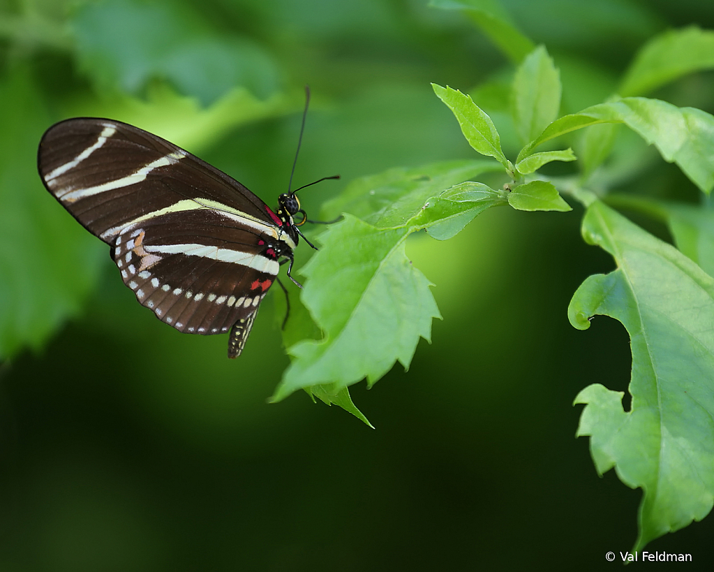 Zebra Longwing Butterfly