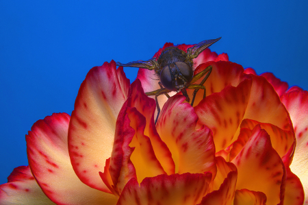 Bug on a Flower
