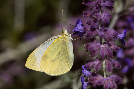 Cabbage White