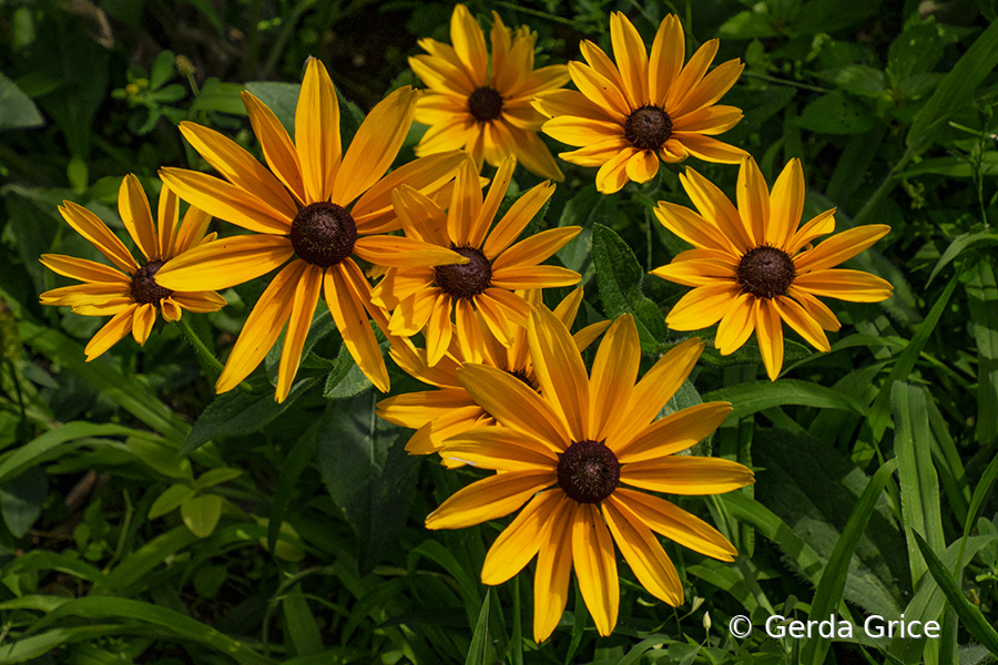 Black Eyed Susans in the Sun