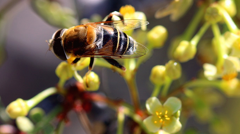 12 Bee on Torote Blossom 