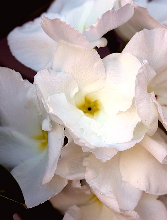 Madagascar Palm Flower