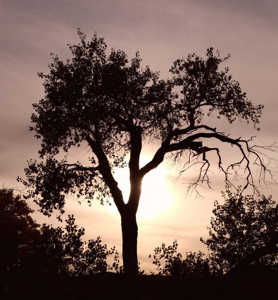 A Silhouette at Dusk