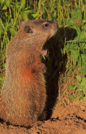 Woodchuck Shadow