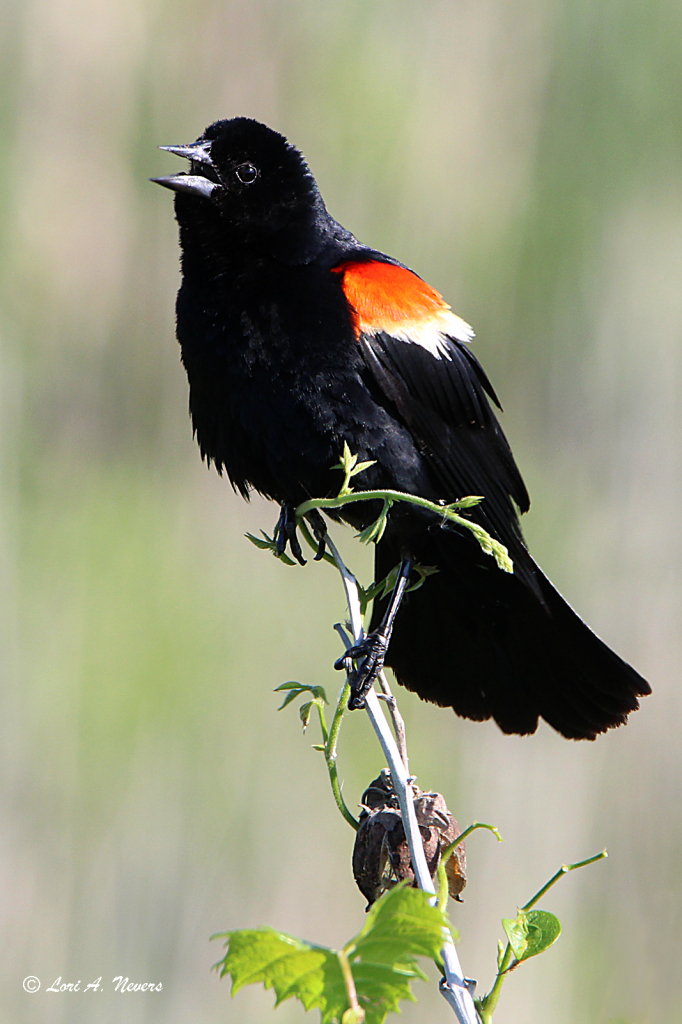 Red-Winged Blackbird 3