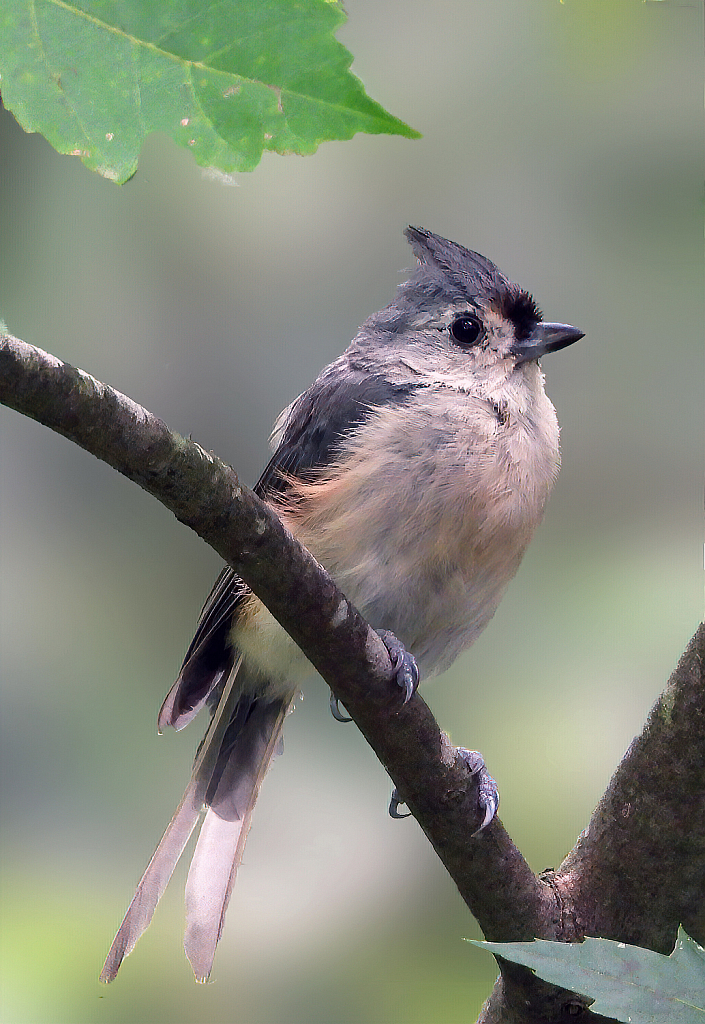 Tufted Titmouse