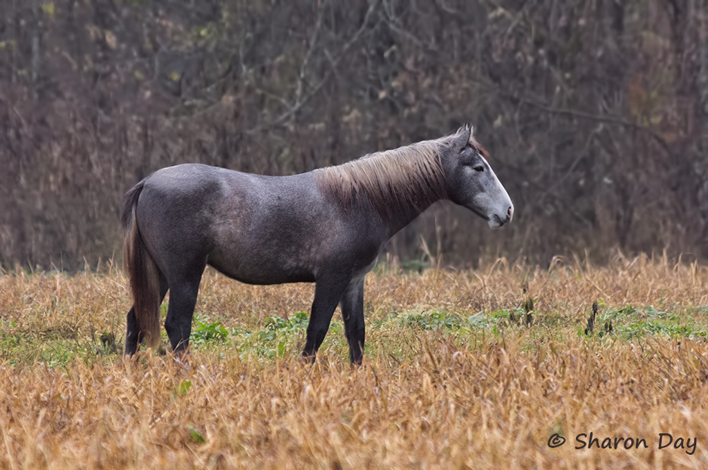 Wild in Missouri