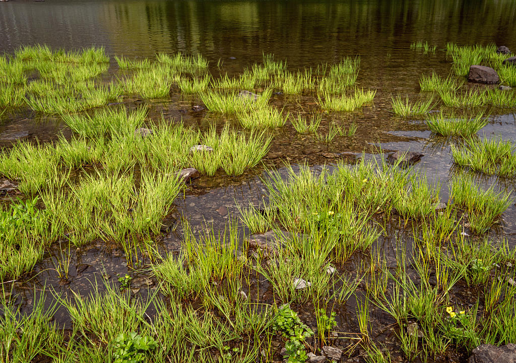 The Grasses of Bluebird Lake