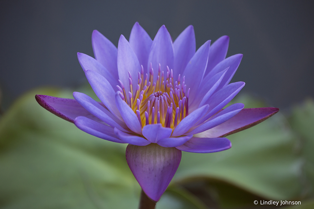 Purple Water Lily