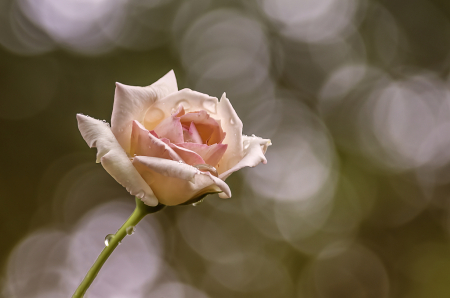 Rose In Rain  0468