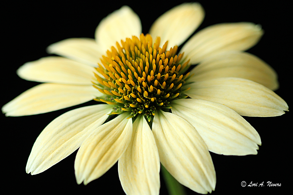 Yellow Coneflower 2