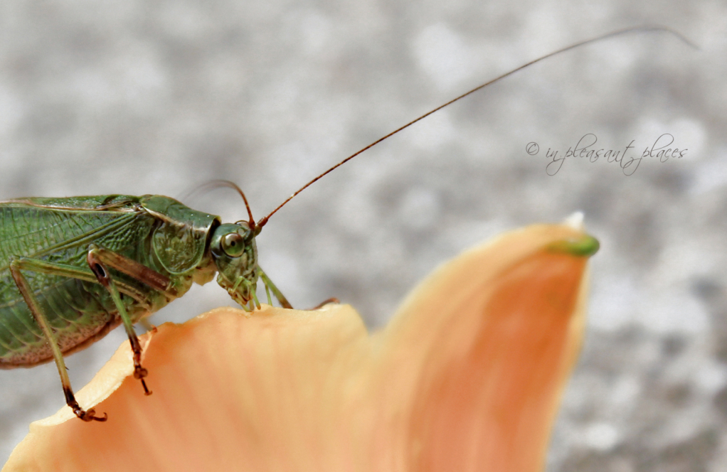 Orthoptera