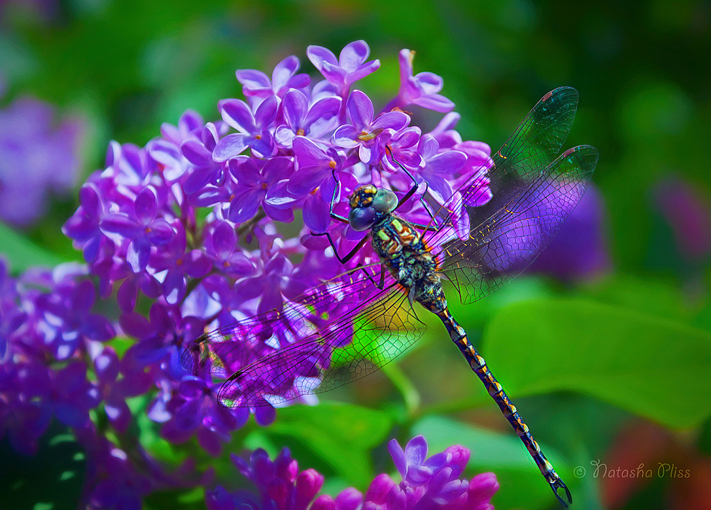 The smell of lilac