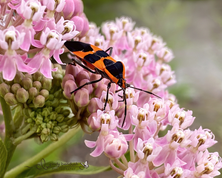 Assassin Bug