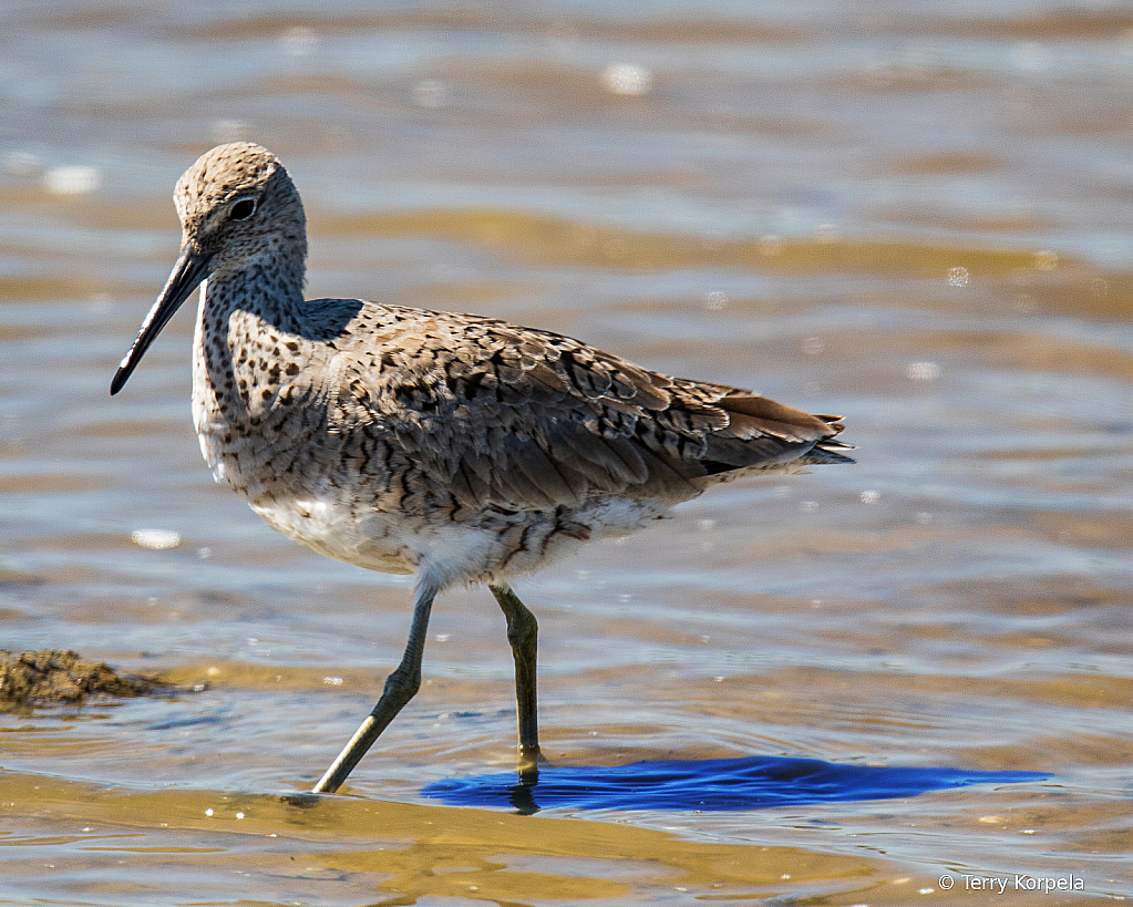 Willet