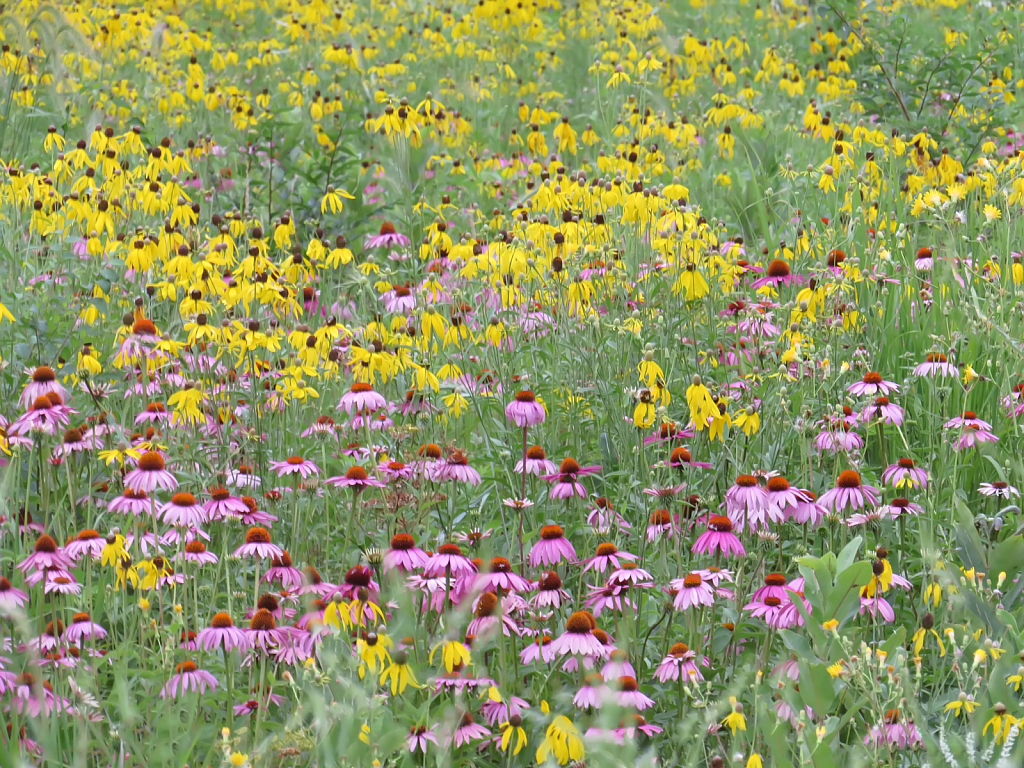 Wildflowers In Winnebago County