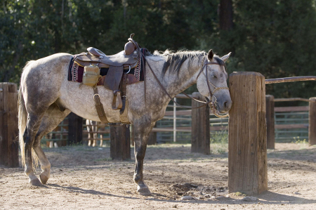 Ranch Horse