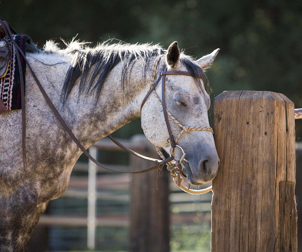 Ranch Horse Nap