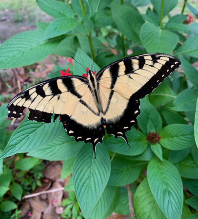 Winged Beauty