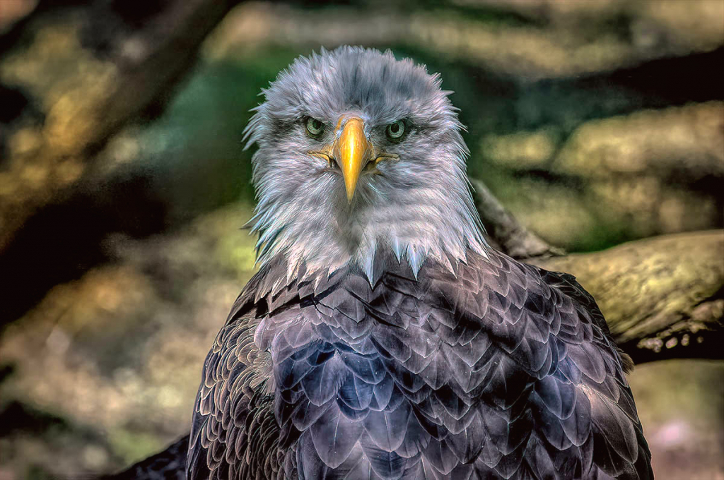 Portrait Of a Bald Eagle