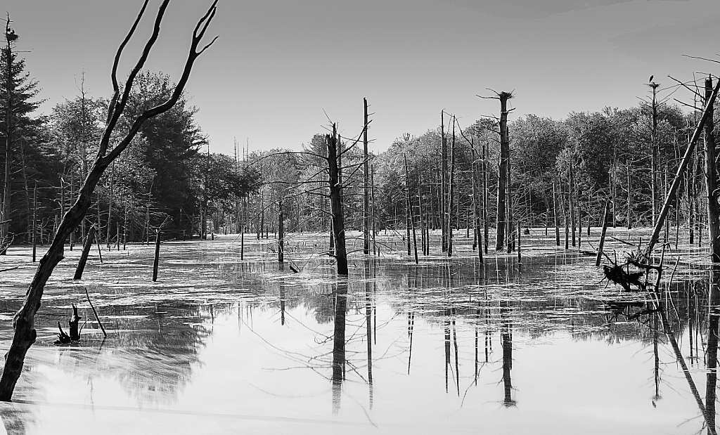 Swamp Reflections