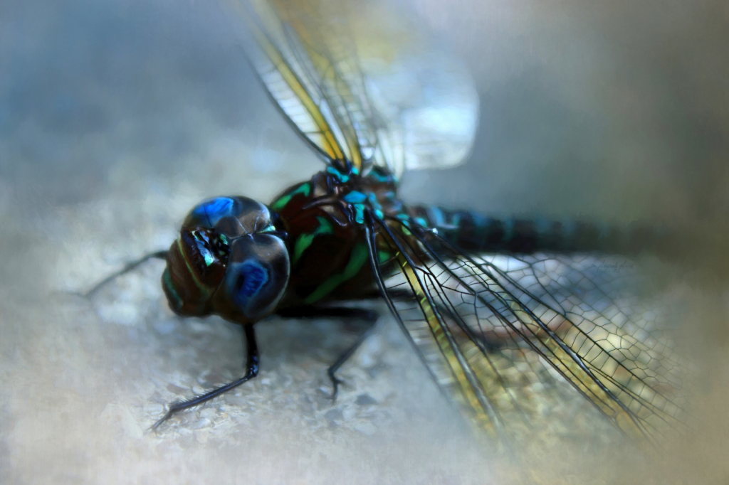 Giant Darner