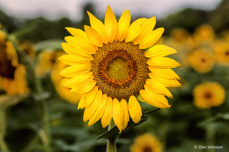 Sunflower in Field 7-20-20 135