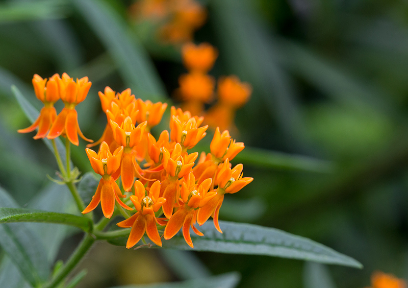 Butterfly Weed