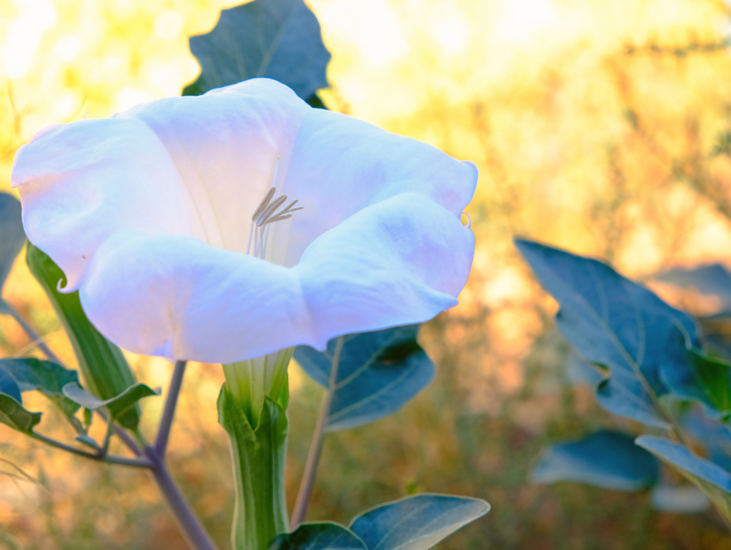 A delicate desert flower