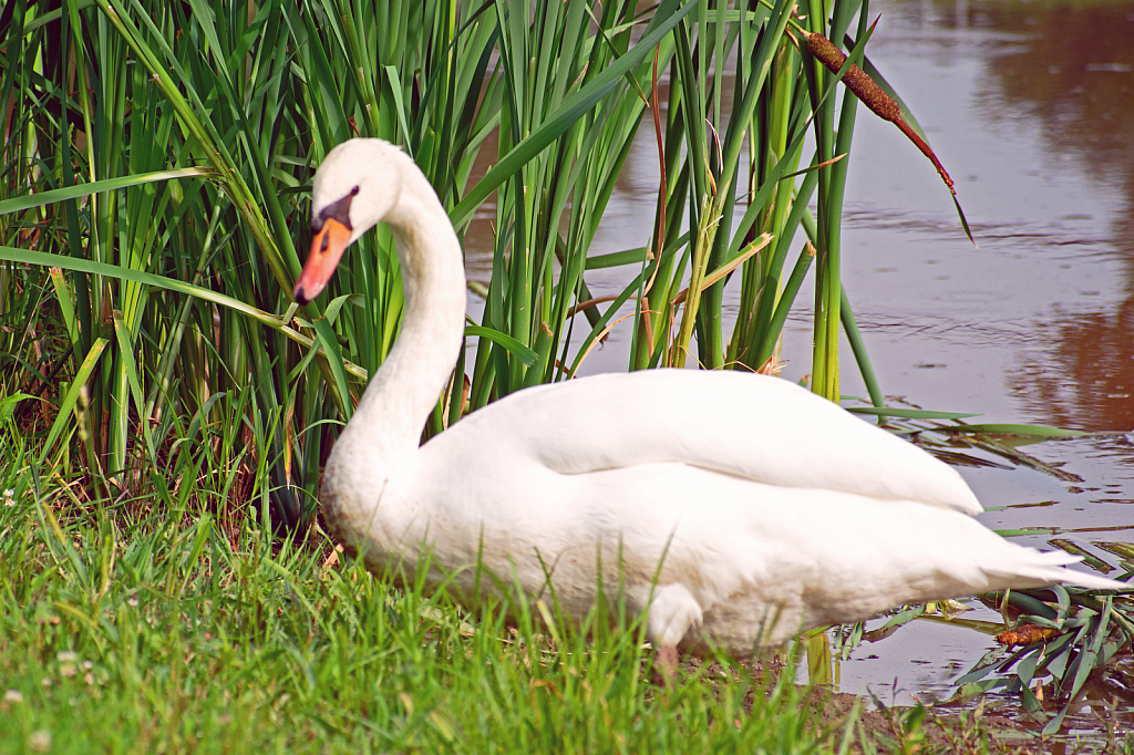 The Swan Leaves the Water