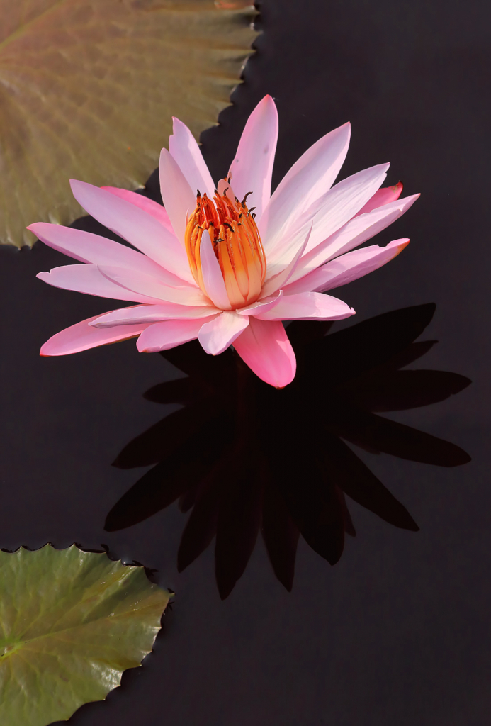 Pink Waterlily Shadow
