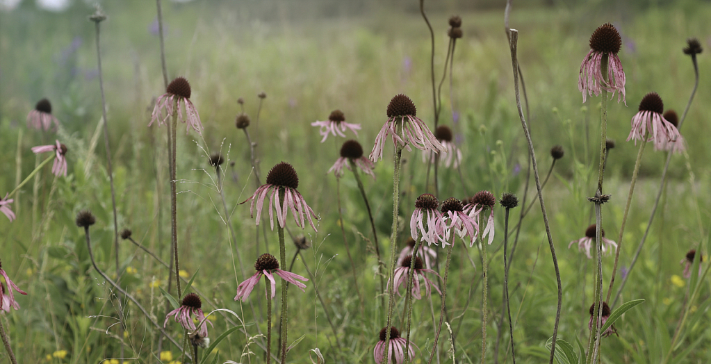 Wild Flowers on the Prairie