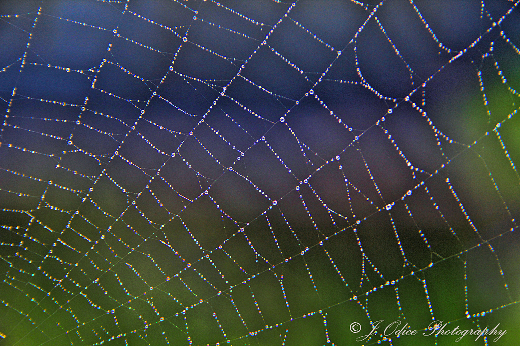 Web and Dew Drops