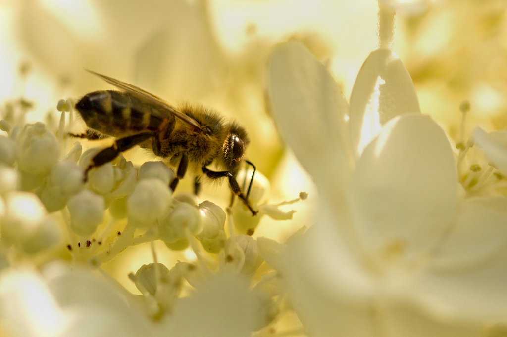 Bee in the Light