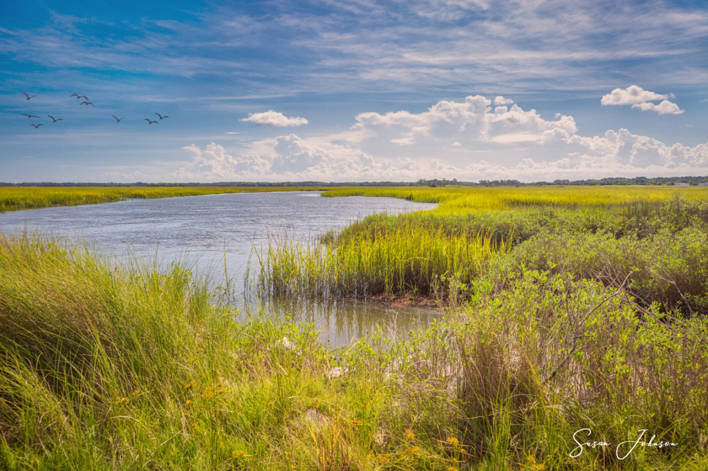 Carolina Salt Marsh - ID: 15836411 © Susan Johnson