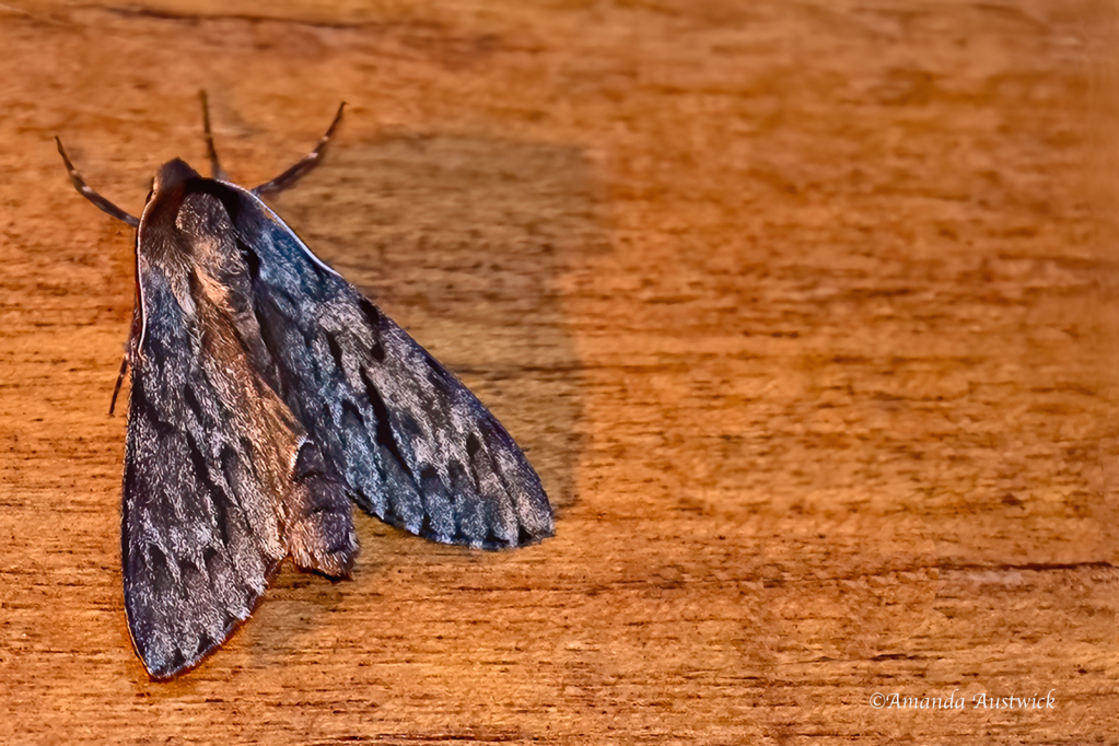 Sphinx Canadensis