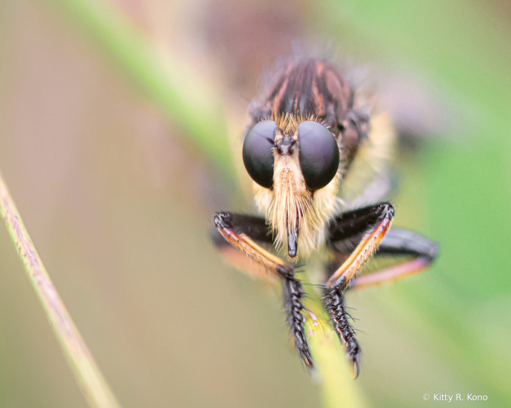 The Giant Robber Fly