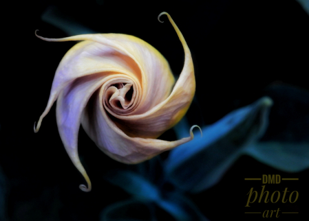 ~ ~ OUT ON A SWIRL ~ ~ 