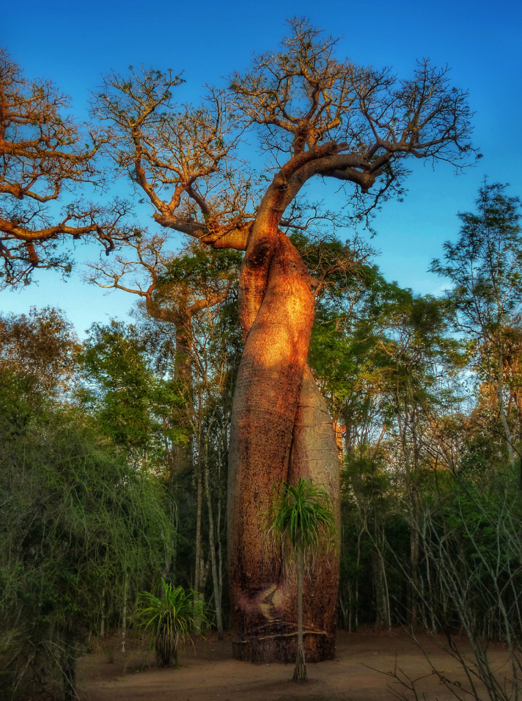 ~ ~ TWISTED BAOBABS ~ ~ 