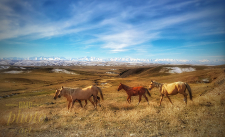 ~ ~ KAZAKHSTAN’S WILD HORSES BY THE ROAD ~ ~  