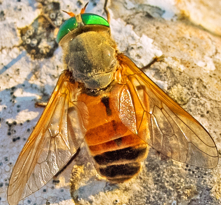 A colorful fly.