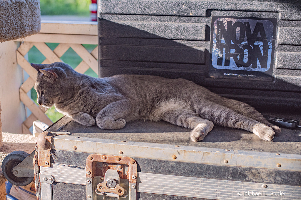 country cat