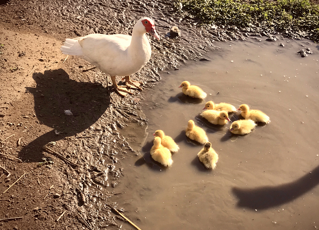 Nine Ducklings 